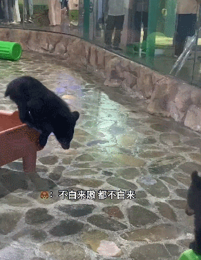 🐻：脑瓜子嗡嗡的 ​​​