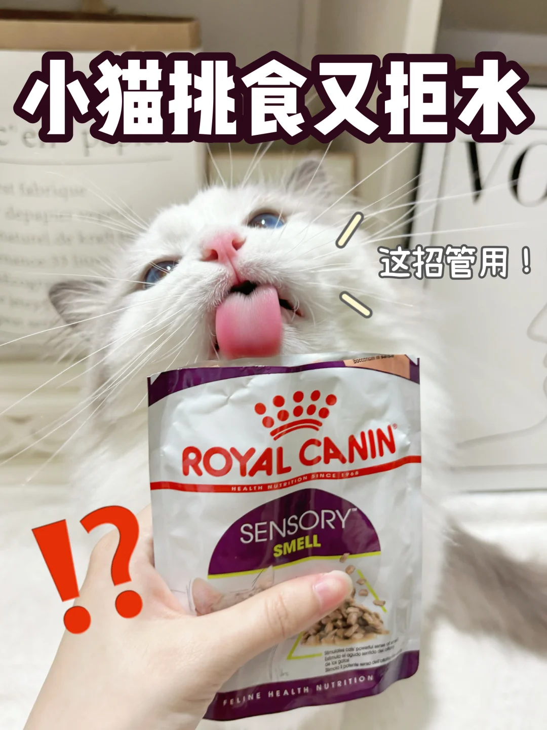 小猫挑食又拒水？这招管用！