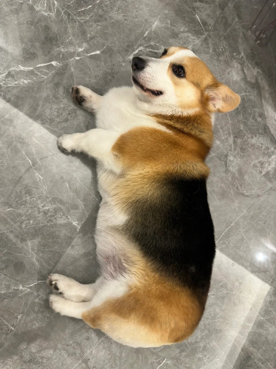 嗝～狗子吃肉肠吃撑了～舒服的不起来了！