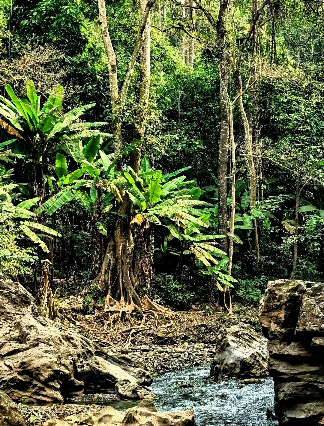 山涧流泉潺潺，林间鸟语声声。漫步于这清幽山林，山涧流泉声恰似一曲灵动乐章，每一滴