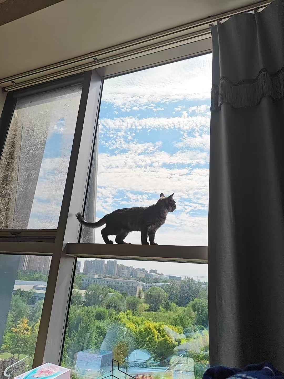 猫想去外面玩，人也想去 ​​​