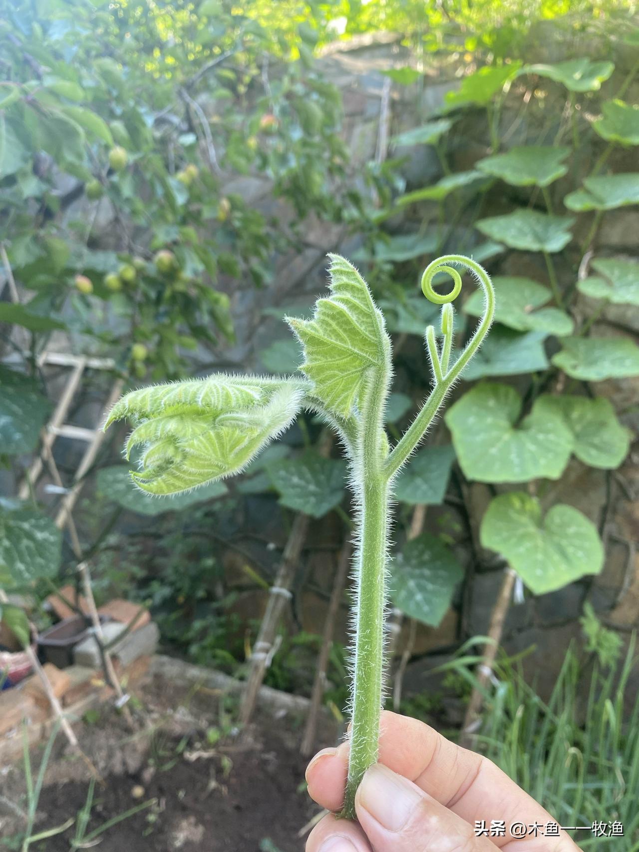 你吃过这个东西吗？这是南瓜蔓的嫩芽。
    小时候，家里种了很多南瓜，南瓜这东