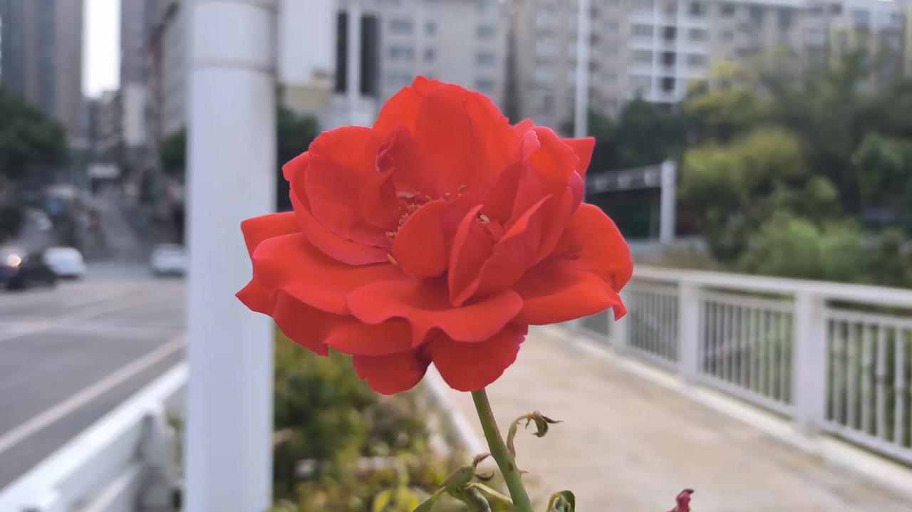 #拍一张今天的绝美月季花照片#
