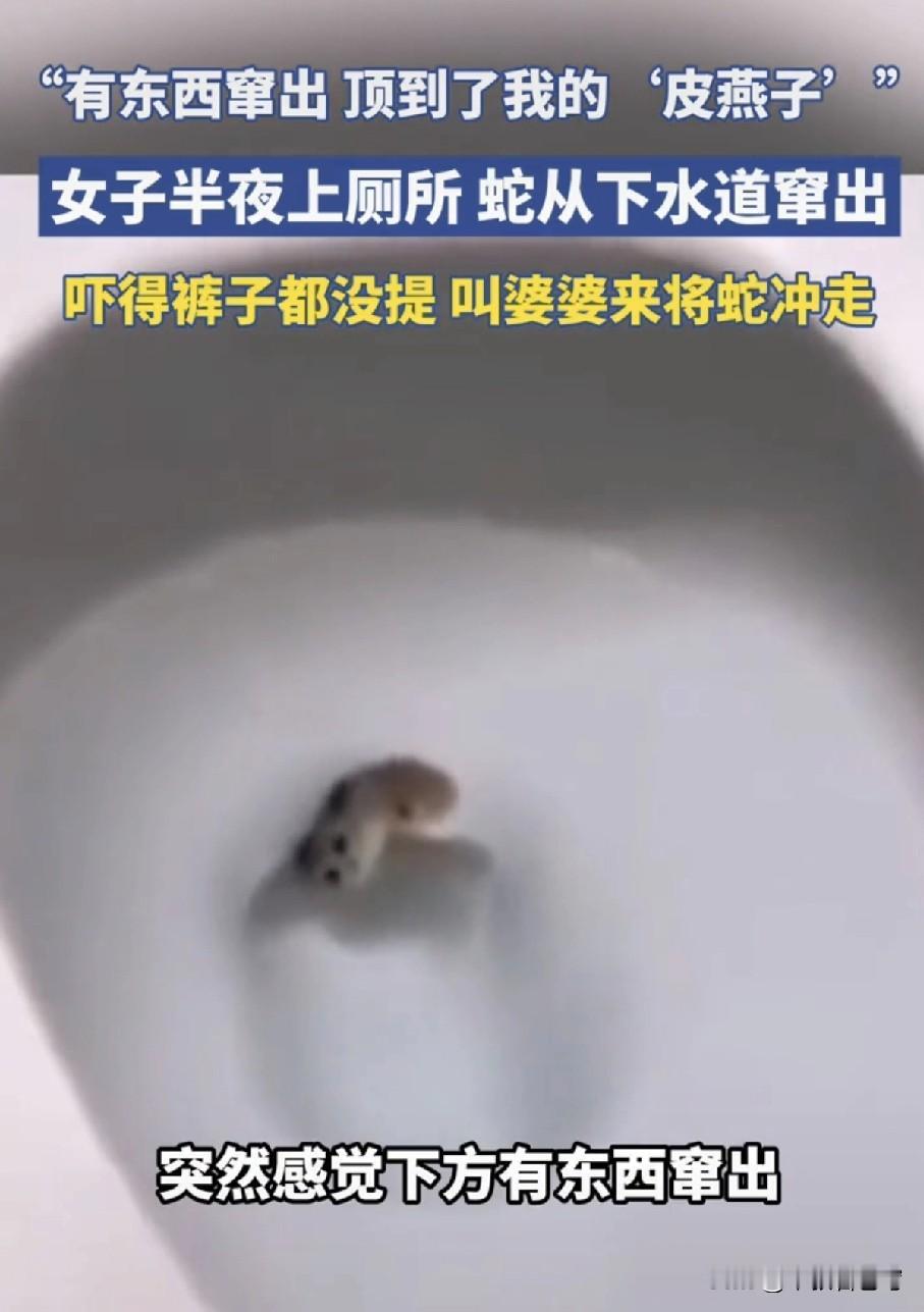 太可怕了，女子半夜去卫生间，称便盆钻出一条蛇顶到了她的“皮燕子”，吓得浑身瘫软的