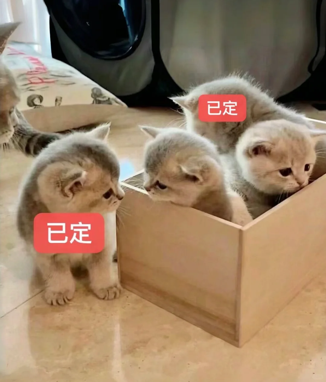 🇭🇰HK一窩藍金還剩兩隻～💛搵家長