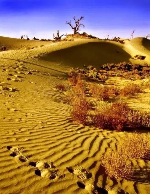 塔克拉玛干治沙不是跟风以色列，而是中国改写沙漠命运的生存之战
 
为什么现在要大