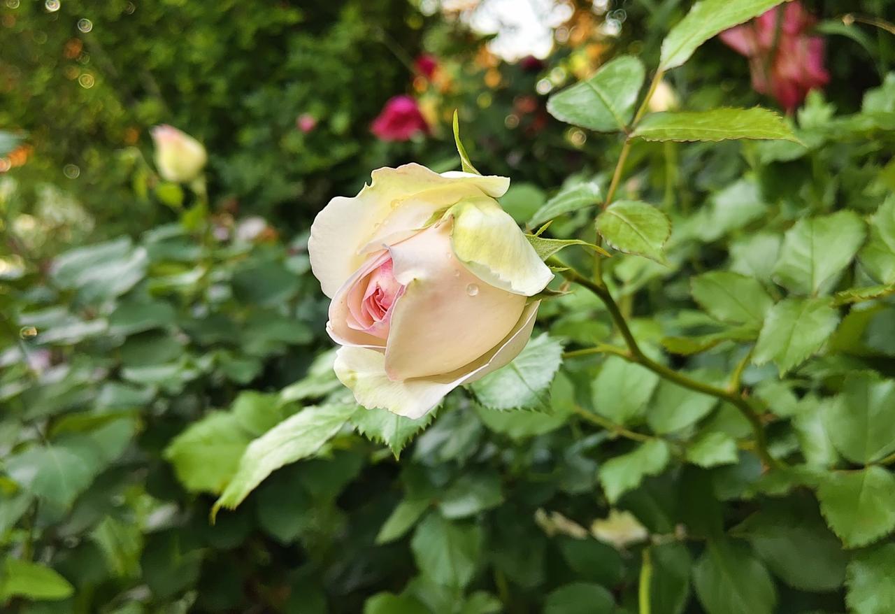 晴光漫过林梢，落进月季花丛里，这月季便开得热烈又坦荡。层层叠叠的花瓣晕开温柔的弧