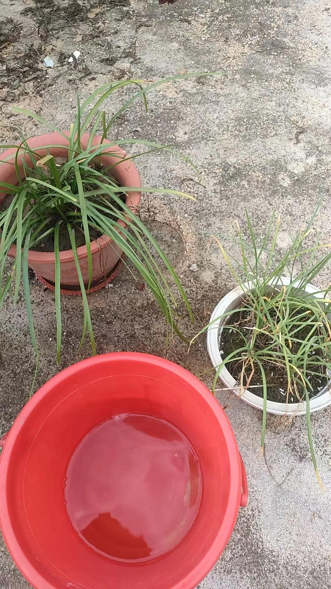 我倒了尿在花盆里浇韭菜和风雨兰的苗，它们就黄了叶子，而且连续倒了几天，看来不能倒