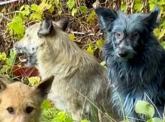 美国科学家蒂莫西·穆索澄清，乌克兰切尔诺贝利核禁区发现的“蓝狗”并非辐射变异，而