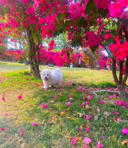花儿与小狗
