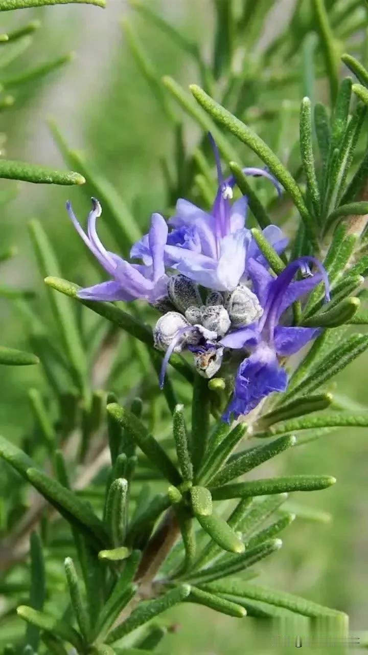 迷迭香之秋韵
#那些好看的花花草草# 
 
在这个宁静的秋日，我邂逅了那一片迷迭