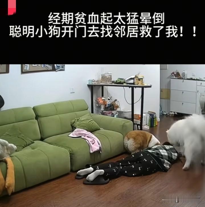 这也太离谱了
一位女网红发视频，说自己晕倒后，两只宠物狗开门找邻居救了她。可是被