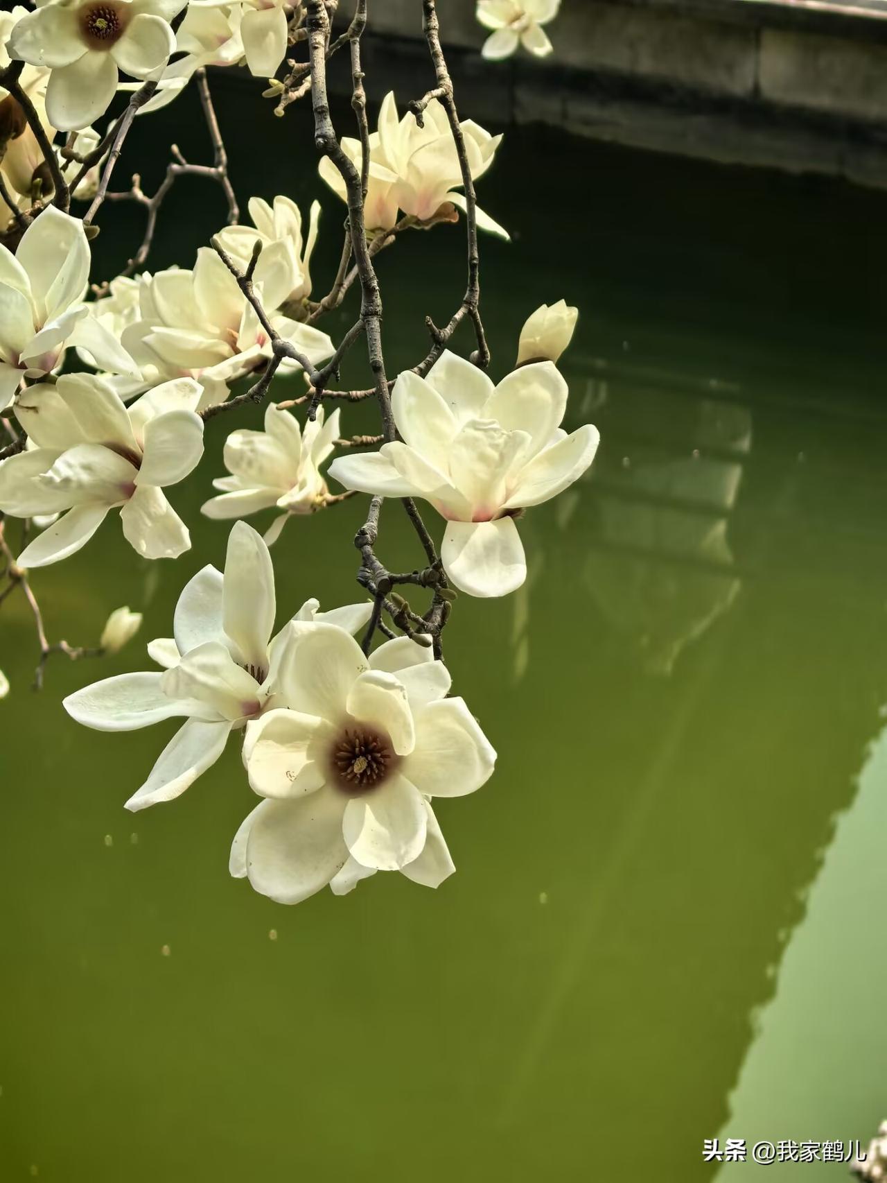 春光正好🌸🌸
罐罐茶里的春日慢时光，
一撮粗茶入罐，
慢火煨出人间清欢。
看