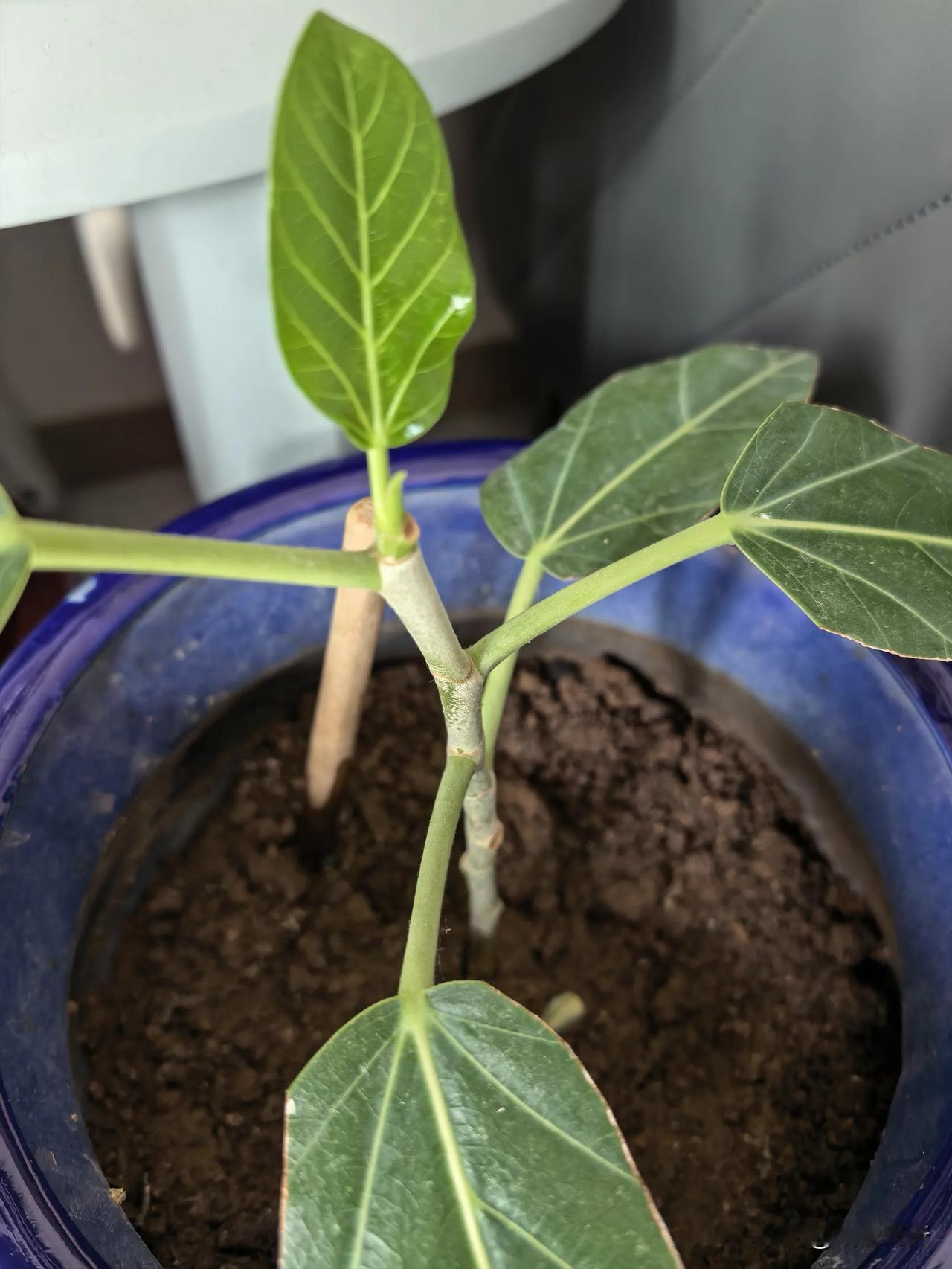 养了半年了，终于长出了一片叶子🍃，太难了！