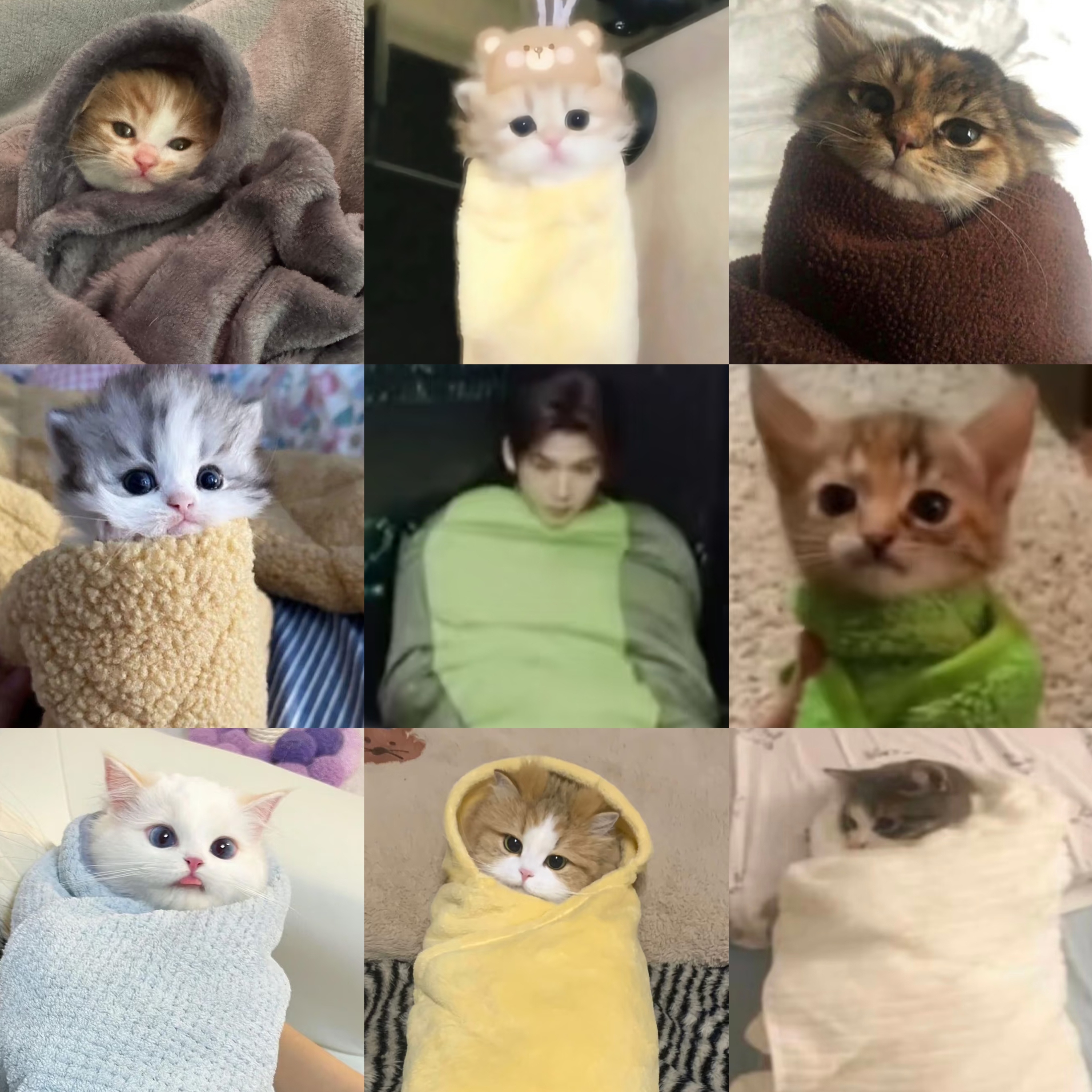 「选择你的猫巾卷」 