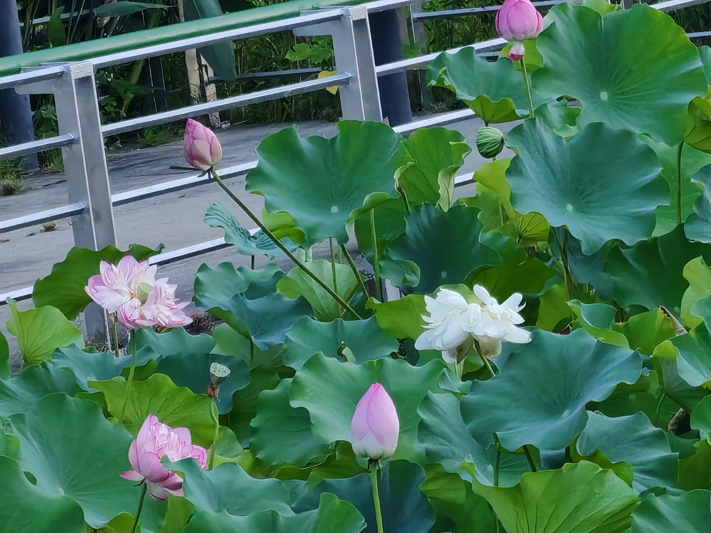 随着内心疑惑的解开，对美的感知力也恢复了，今天的晚霞绝美，平时觉得碍事的电线，么