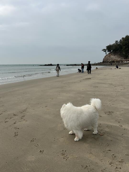 旷野！狗是妈生的