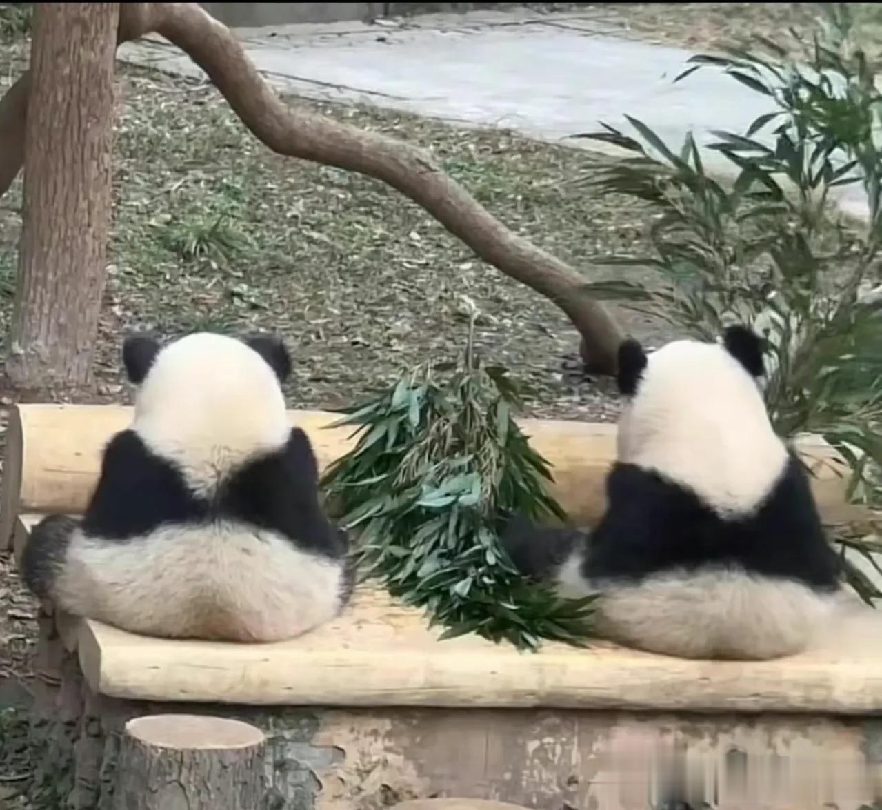 虫洞大明星渝可渝爱
沉浸式干饭中
俩团子分不清哪个是可可哪个是爱姐[灵光一闪]