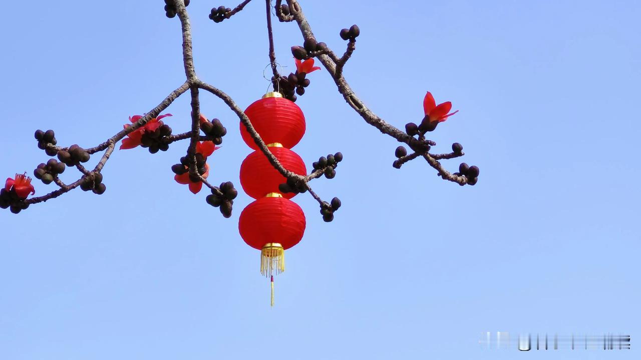 紫荆花、紫色风铃开满了树，木棉花即将迎来绽放盛期，黄色风铃也羞答答露出半边笑脸，