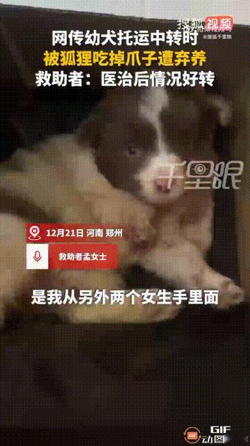 河南郑州一名女子救助了一只受伤的小狗，这只小狗是边牧幼犬，只有两个月大，原本是两