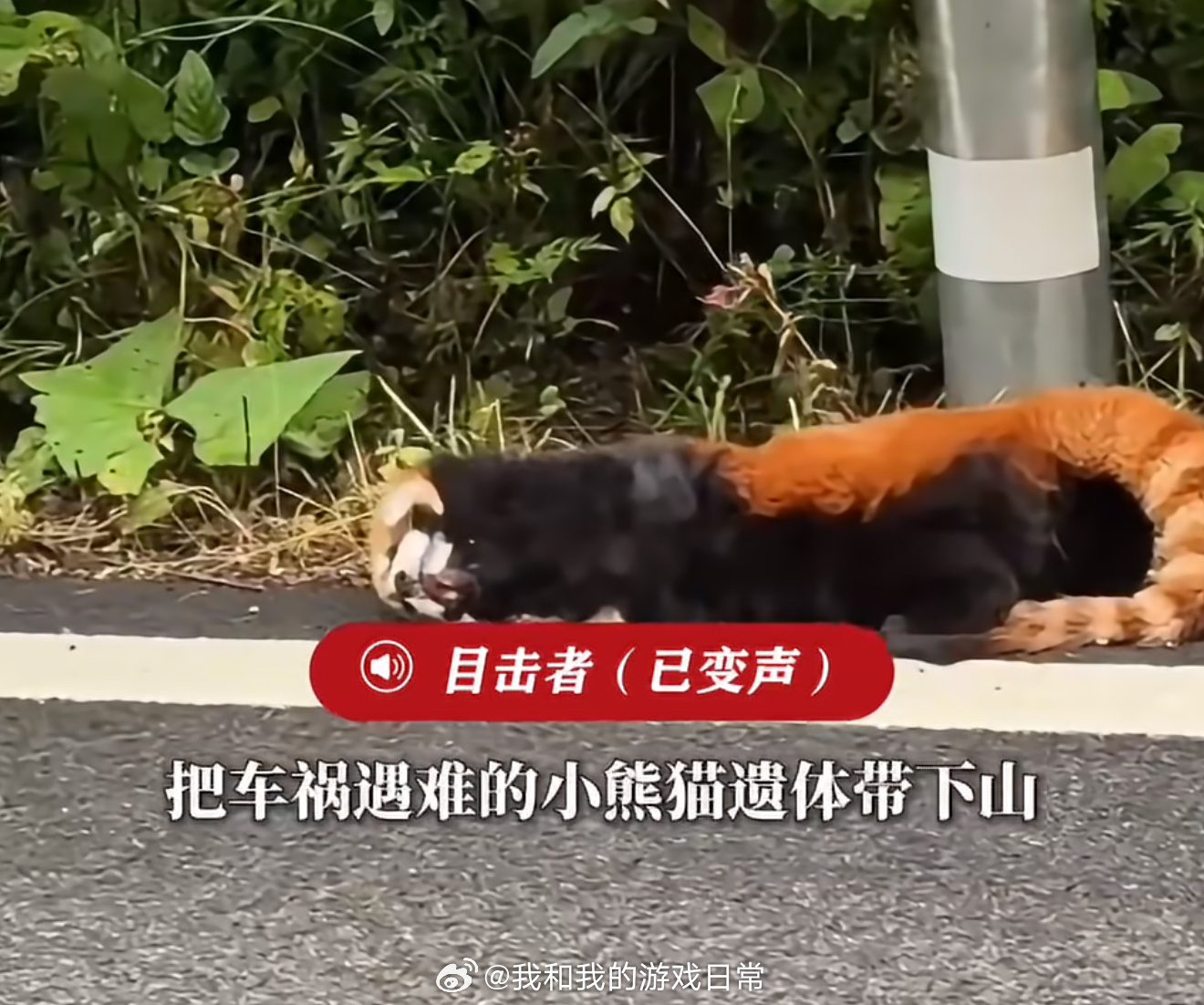 四川一小熊猫遇车祸口鼻流血去世道路穿过了它们的家园，希望开车的时候能慢点，减速慢