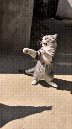 小猫随手逗小鸡，结果被大公鸡追着跑😂
 
这段视频反复看了好几遍，画面又有趣又