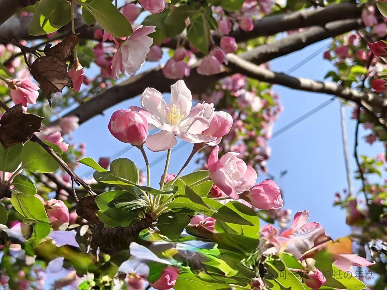 鹃花絮照……