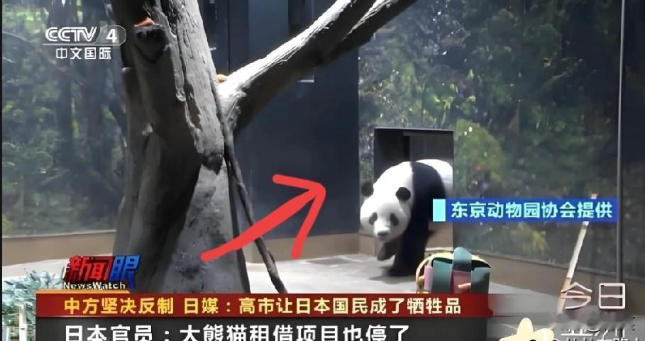 这下好了，不仅在日的中国人走了，现在就连大熊猫也要回国了！
 
别觉得熊猫租借是