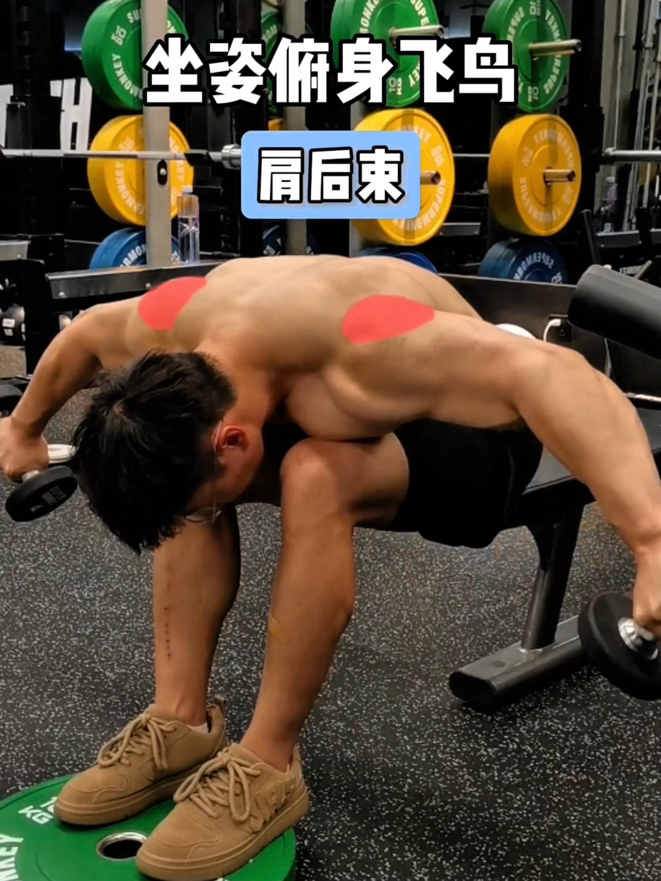 坐姿俯身飞鸟，保姆级教程！ 一、目标肌群 坐姿俯身飞鸟，肩后束 二、练...