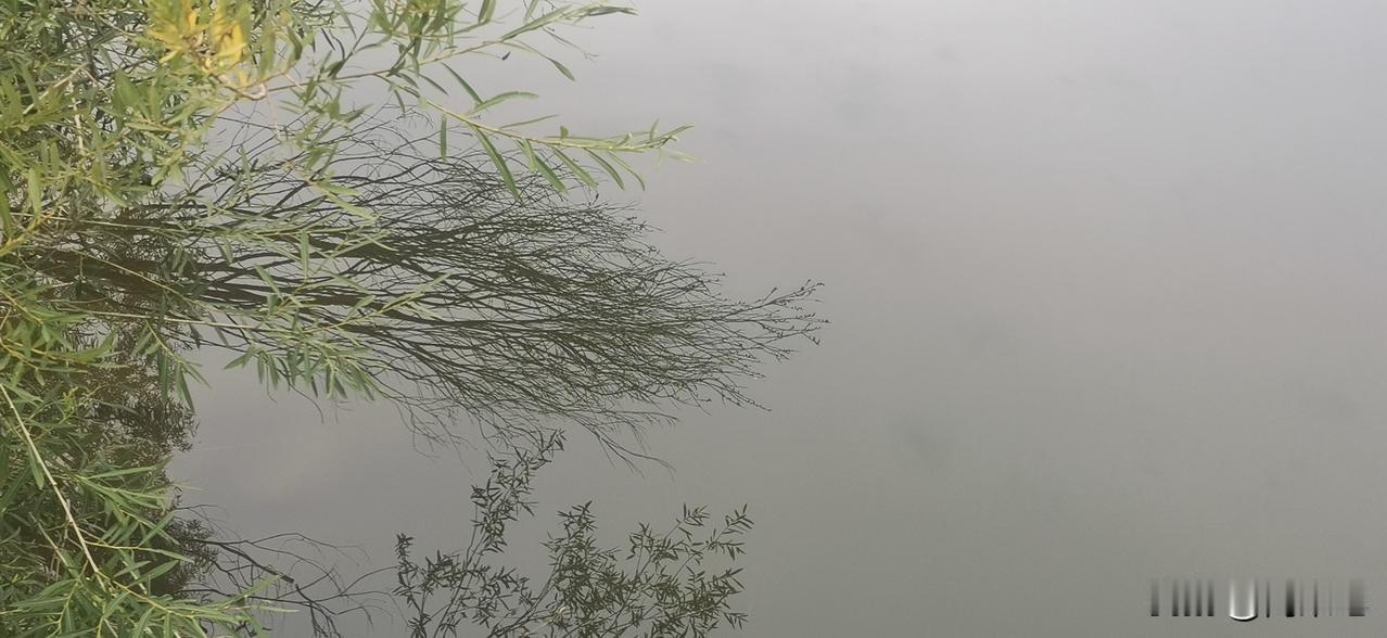 晒图笔记大赛湖水中树的倒影