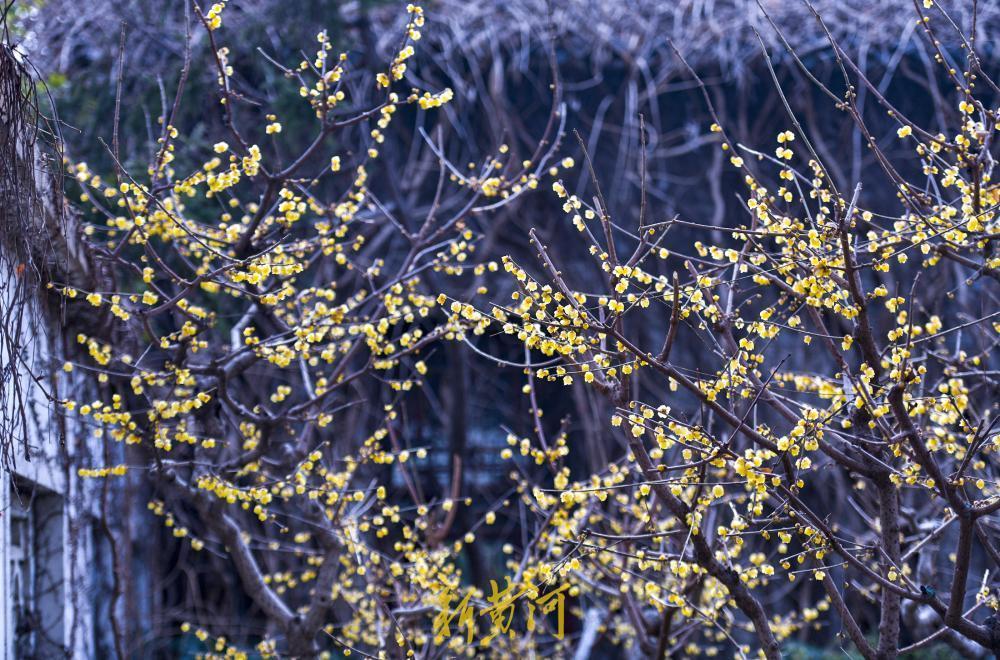 2月4日，正值立春节气，泉城济南告别寒冬，迎来春日气息。在趵突泉公园内，清澈的泉