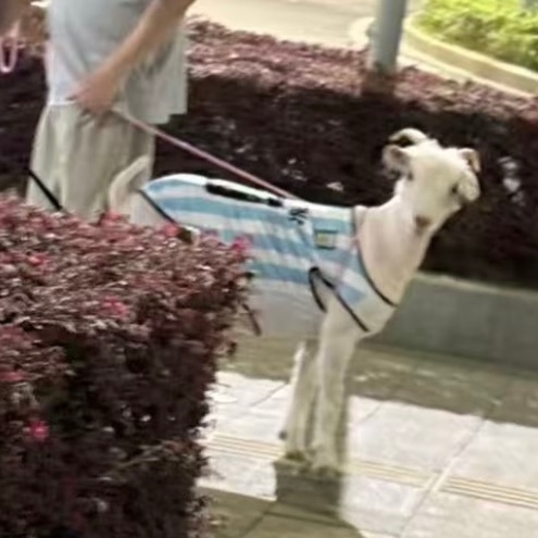 好可爱☺️！有网友遇到了小羊咩西 🐑 