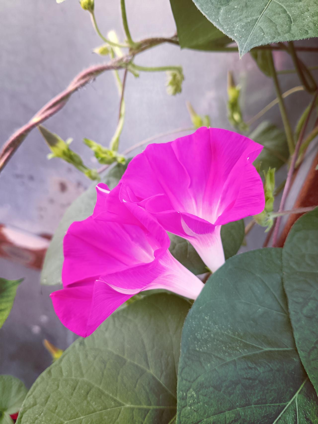 艳红牵牛花热烈绽放，花瓣明艳舒展，藤蔓缠绕，于绿叶间漾开蓬勃鲜活的夏日气息。