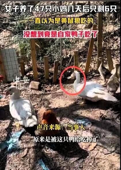 福建厦门，女子养了47只小鸡，几天后只剩6只，尸体都没有找到。

女子最初以为是