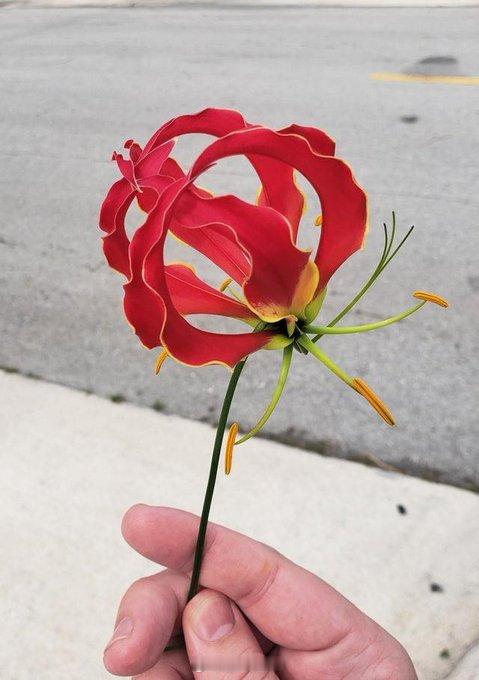 百合目 Liliales 秋水仙科 Colchicaceae 嘉兰属 Glori