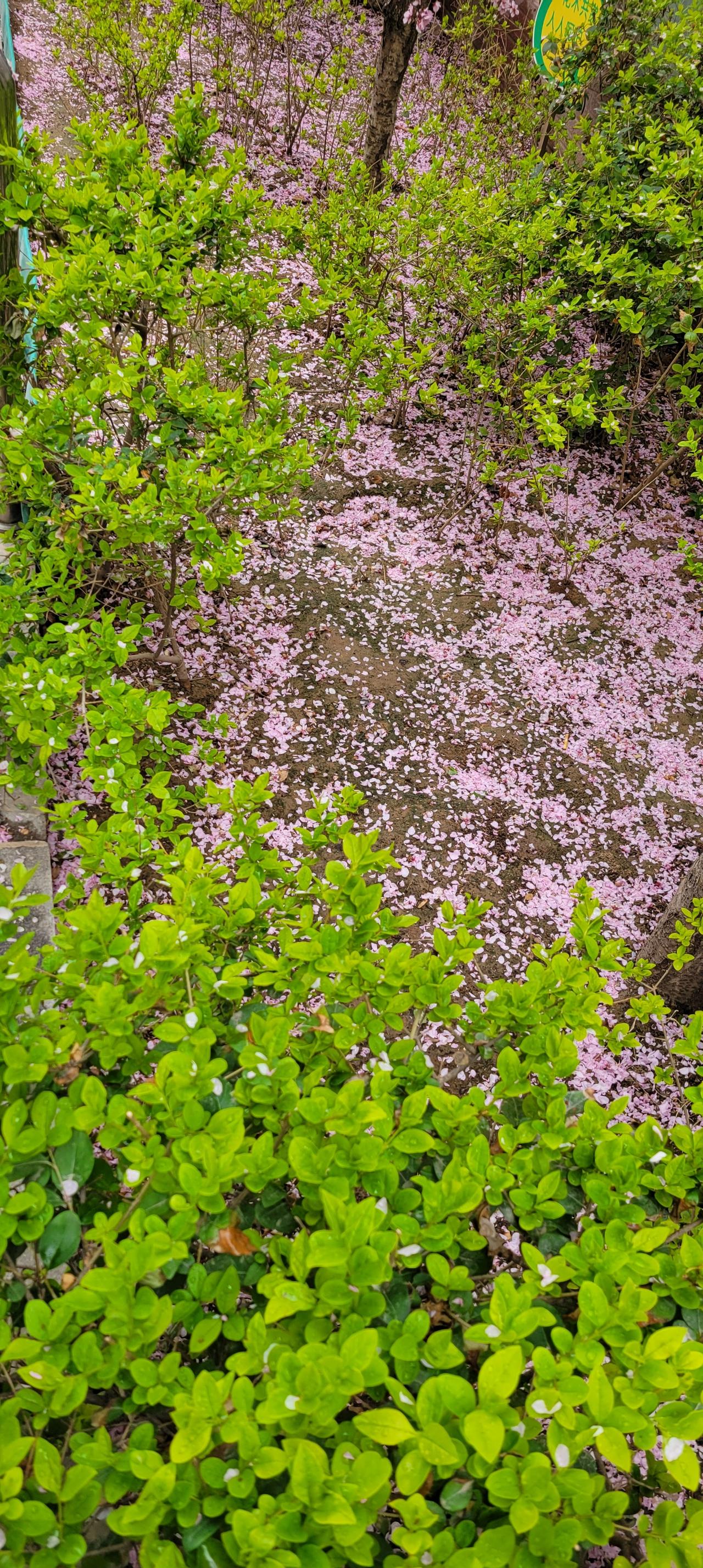 昨天晚上兰州下了一场雨，今天早上出门，便看到小区的樱花飘落一地，顿时想起“无可奈