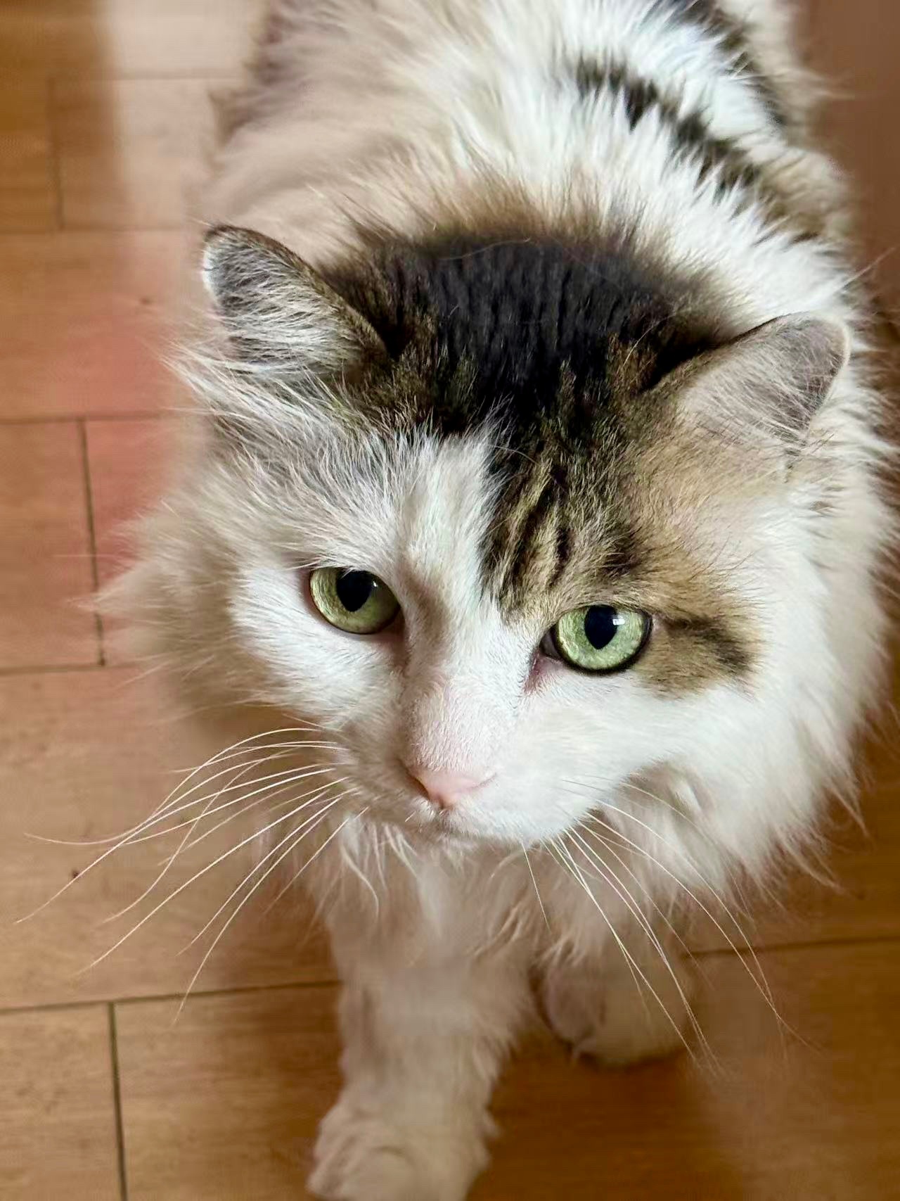 留守儿童表示家里一切正常，无需挂念🐱 