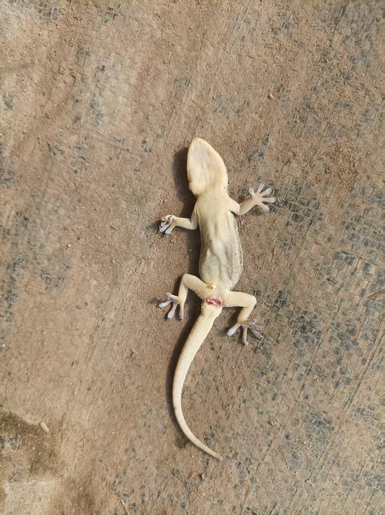 发现时，就壁死无疑了，小可怜！