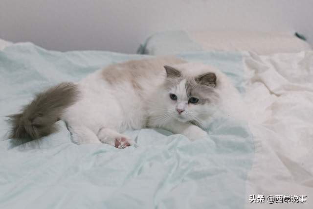 天天和猫睡，23岁咳成哮喘！年轻人别把吸猫当解药