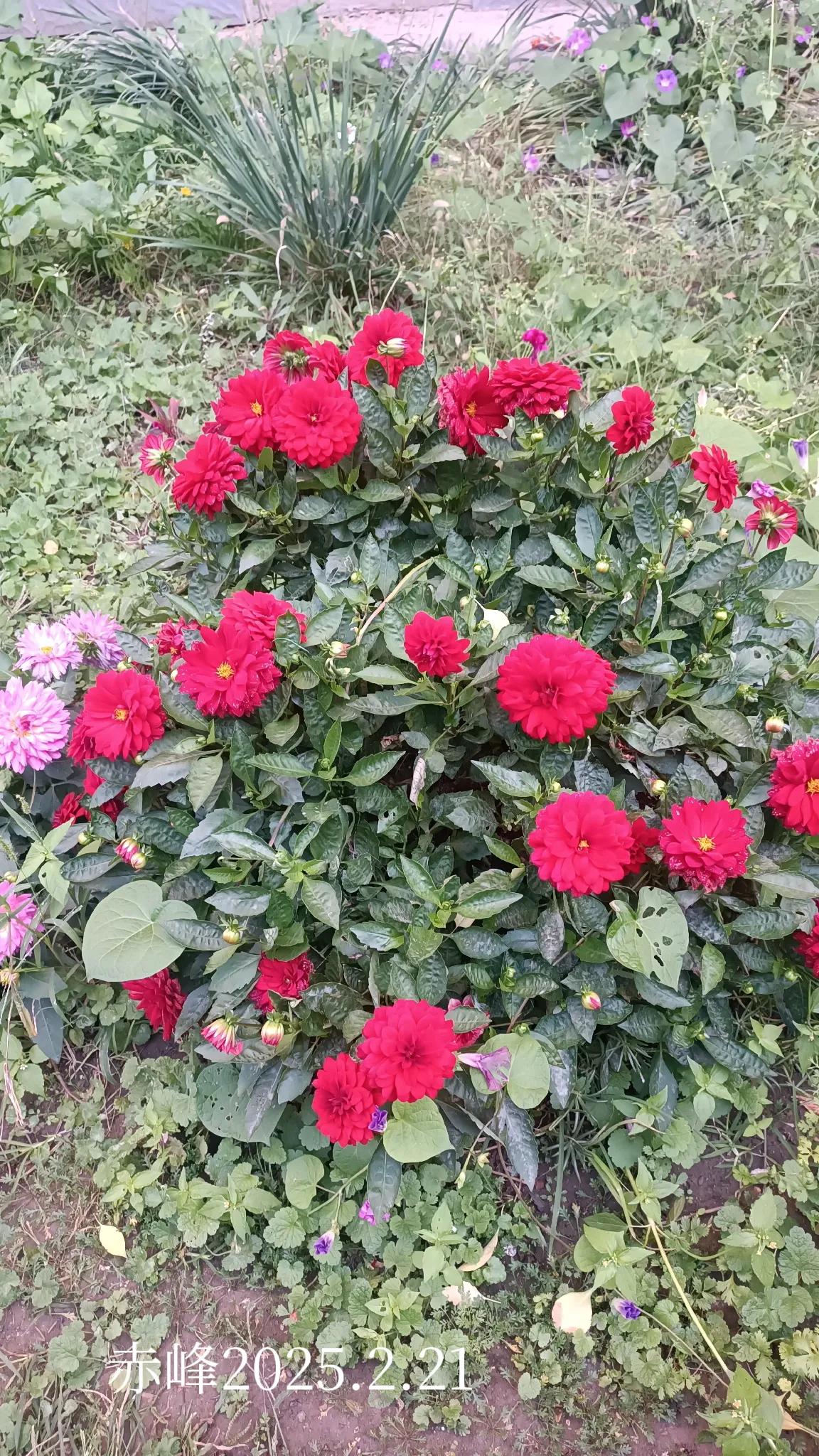 晒晒随手拍的花草路边随拍，园中花草。