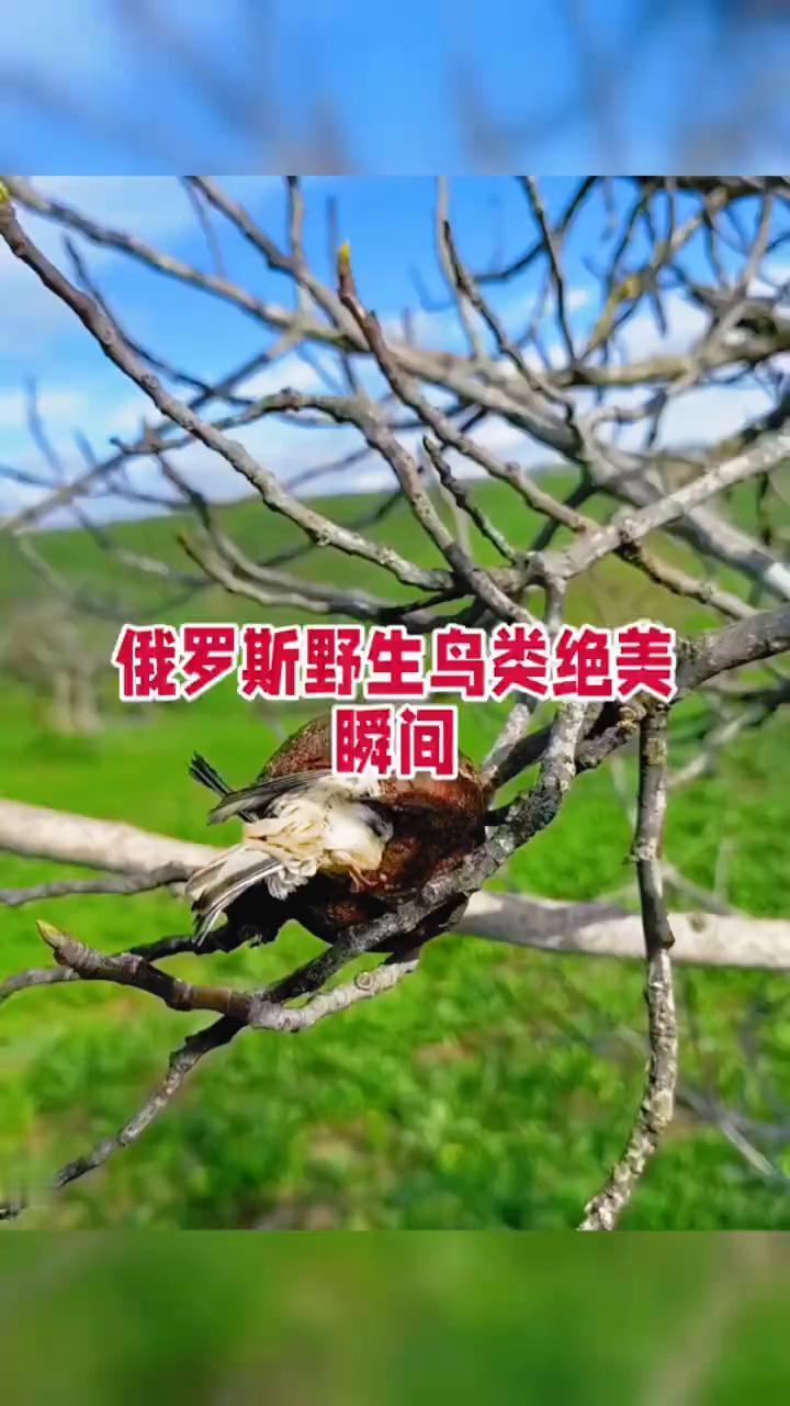 俄罗斯野生鸟类绝美瞬间。