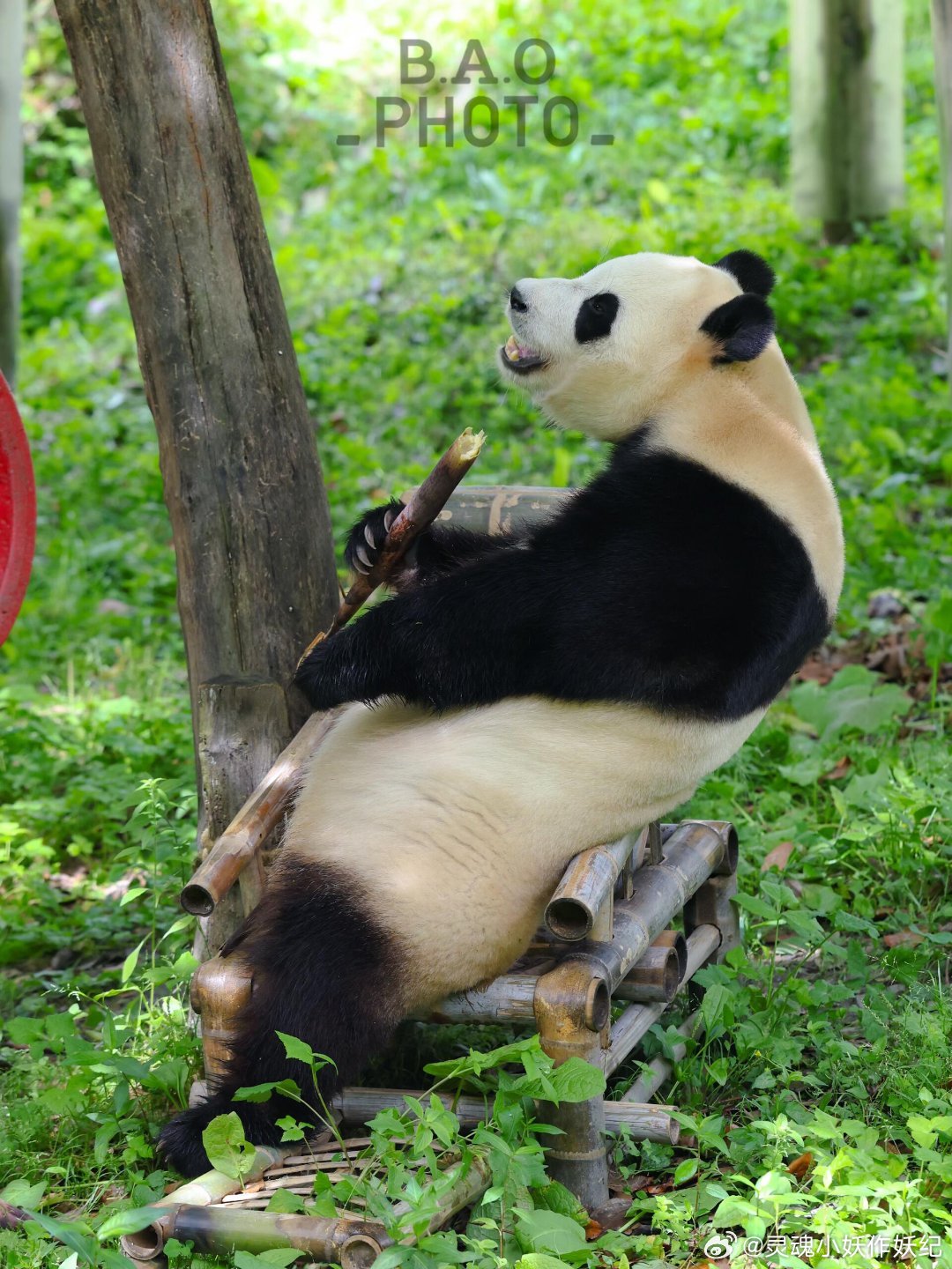 只有中国有熊猫是对我们最大的恩赐欢迎世界各地的朋友来中国看熊猫！福宝在中国等你们