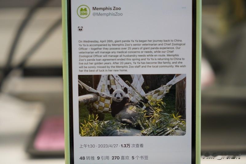 丫丫回国两年多已判若两熊 丫丫回国两年多，判若两熊。1月30日，北京动物园官方账