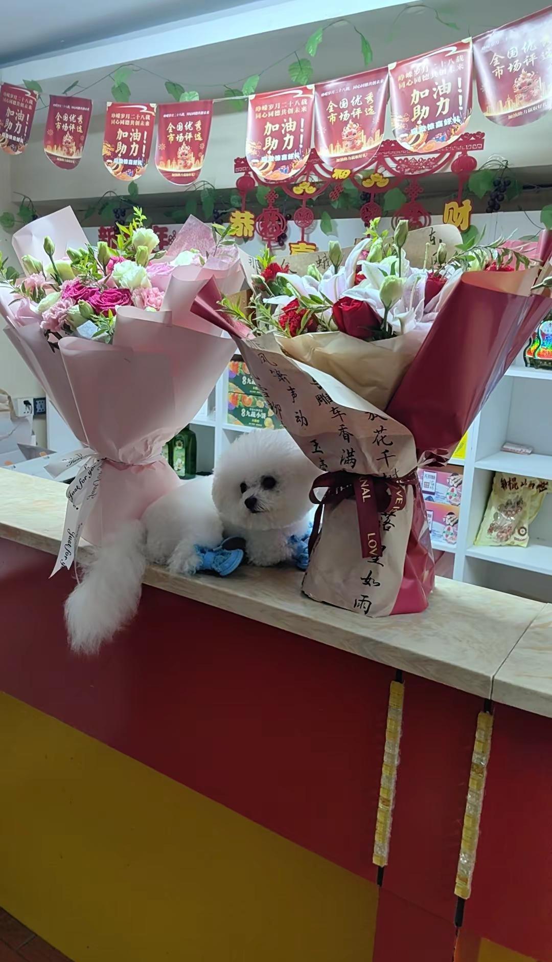 小果果在壹城东区走失，有看见的请送回，必重谢15190494826