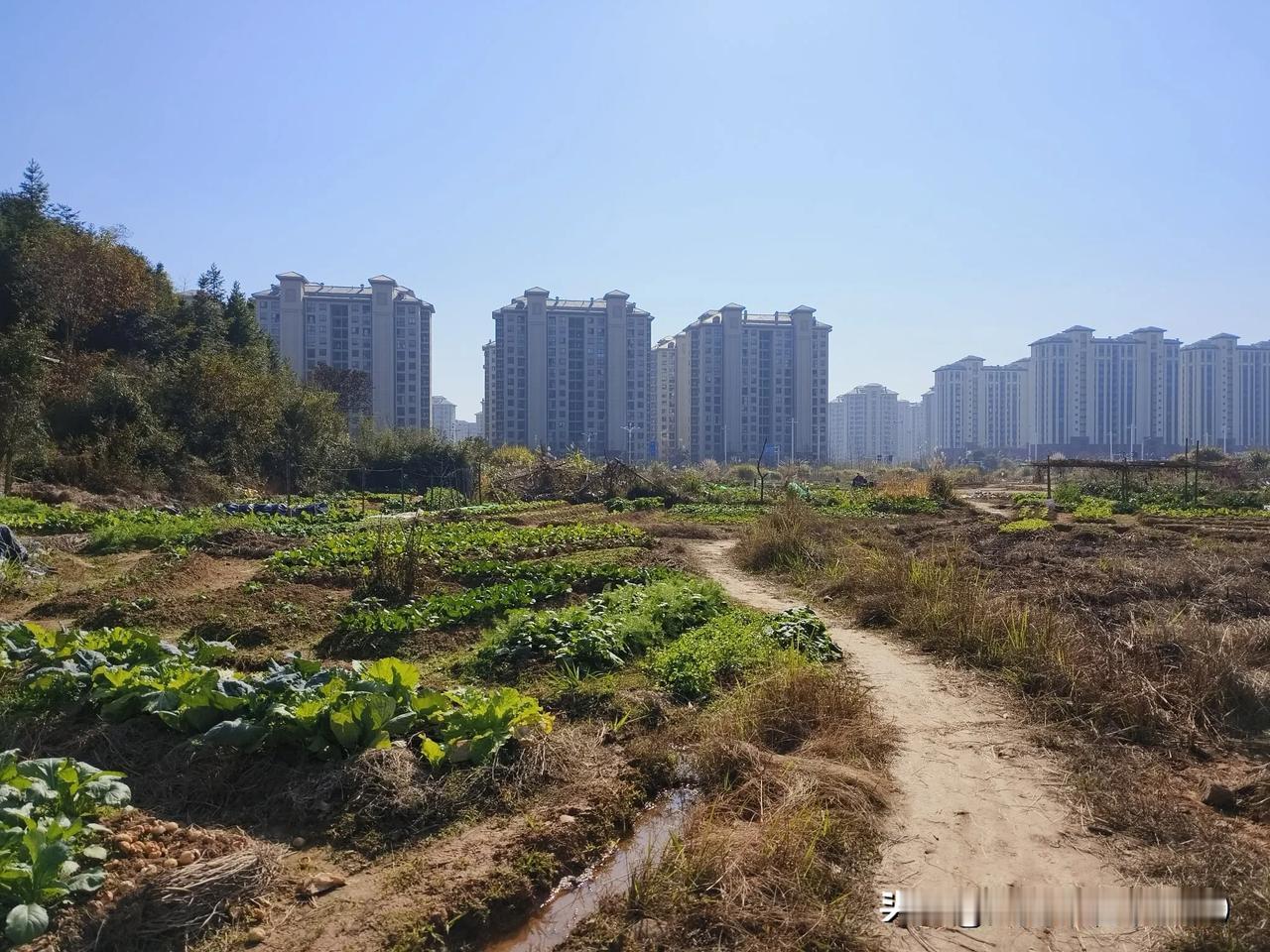 重返农耕时代，一群好友同事退休后就在山边整了一块地，自己耕种，喜欢什么品种就种什