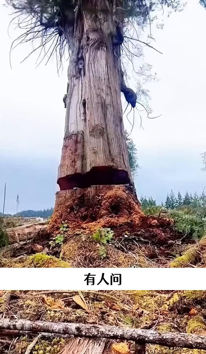 巨杉不怕火，它等火。
雷劈它不死，树皮厚得像坦克装甲。
火烧光了别的树，它才慢悠