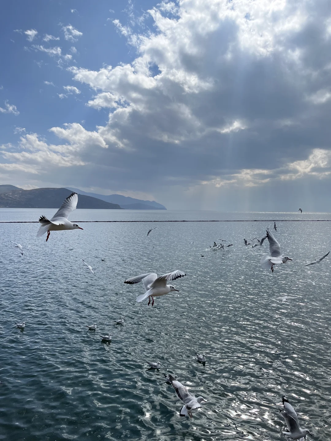 这里有海鸥，有海风，有海浪🌊