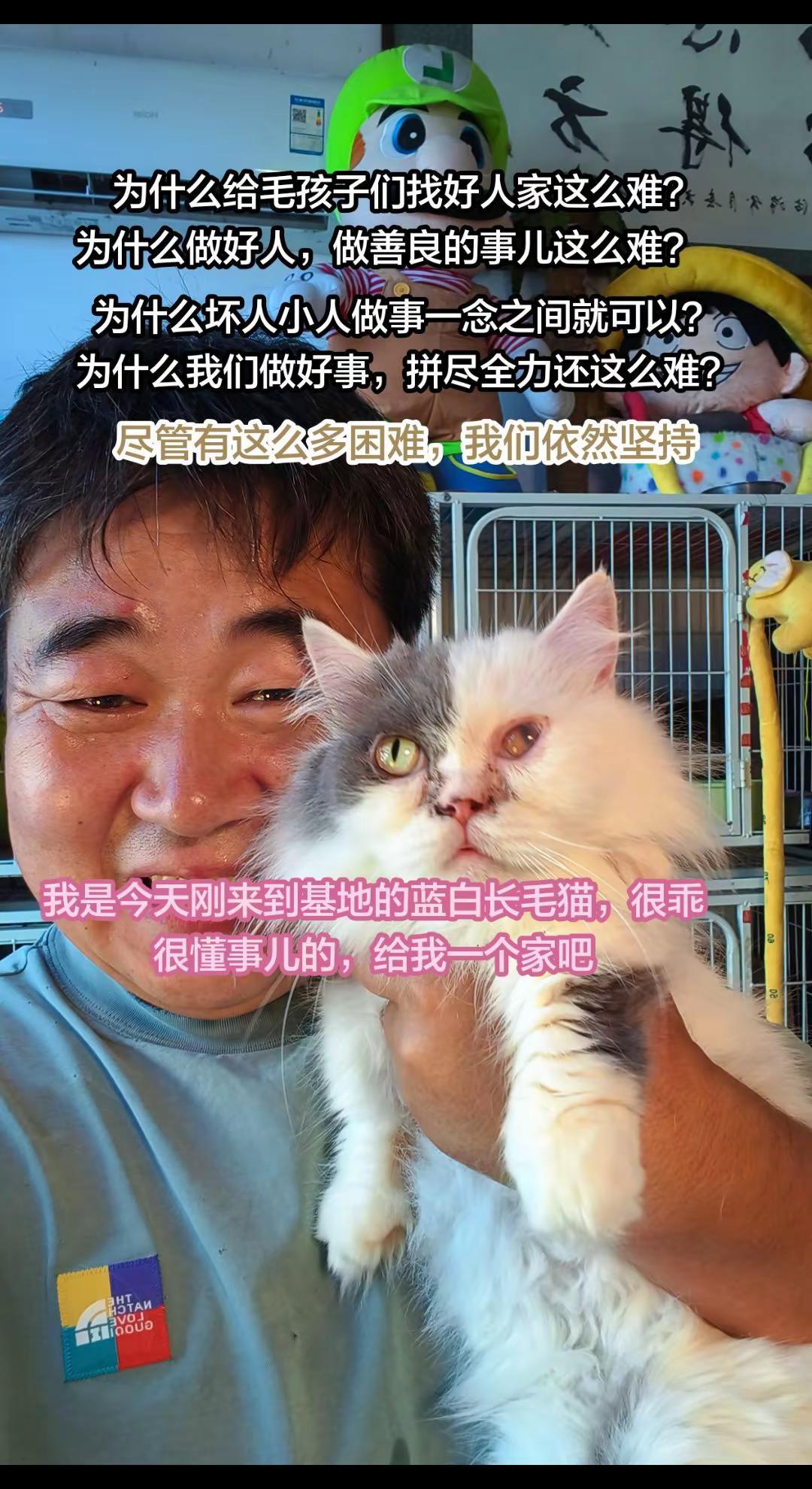 领养代替购买 求领养求带走 流浪猫救助天津流浪猫领养