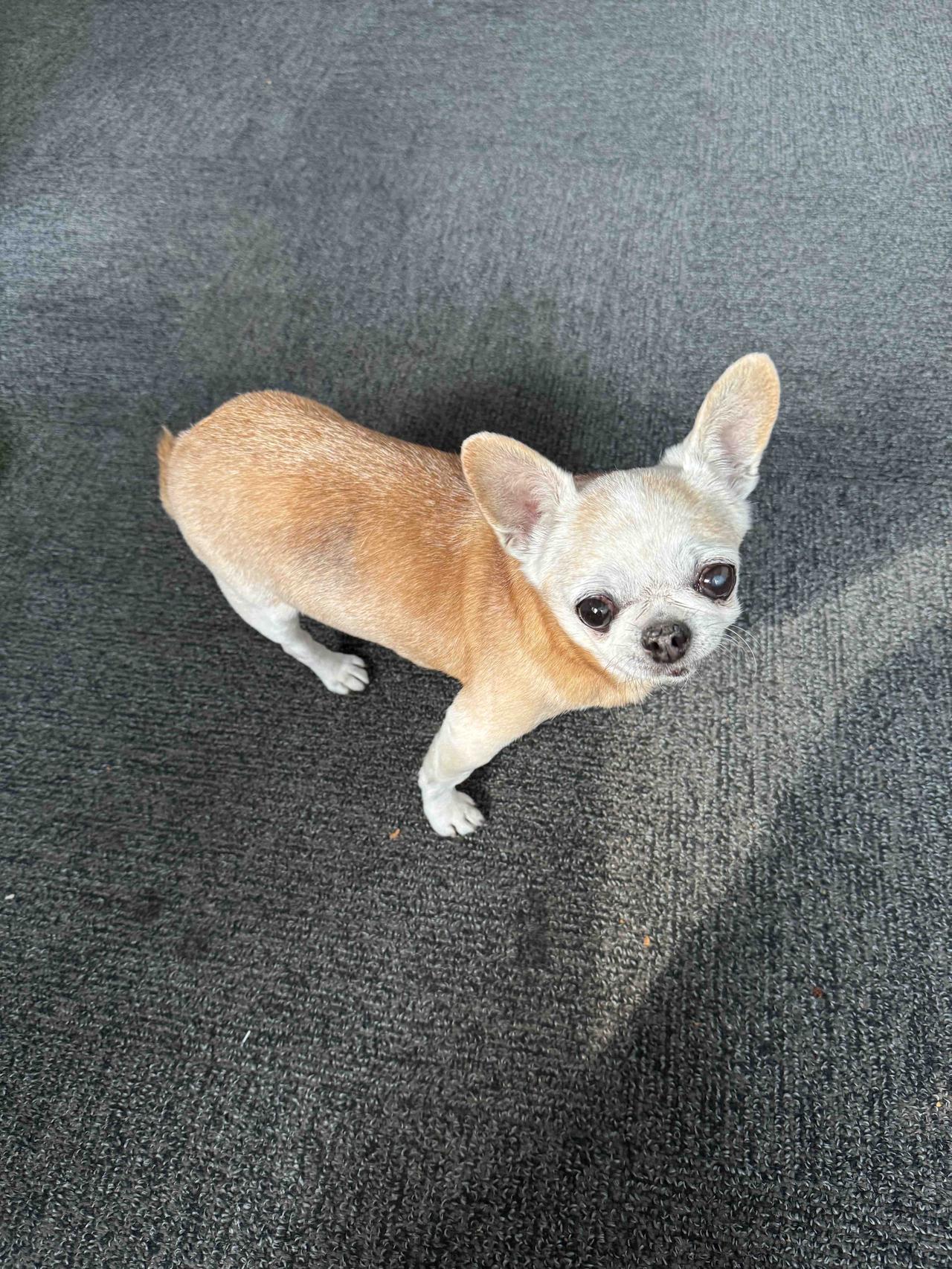 朋友请我吃狗肉，于心何忍？