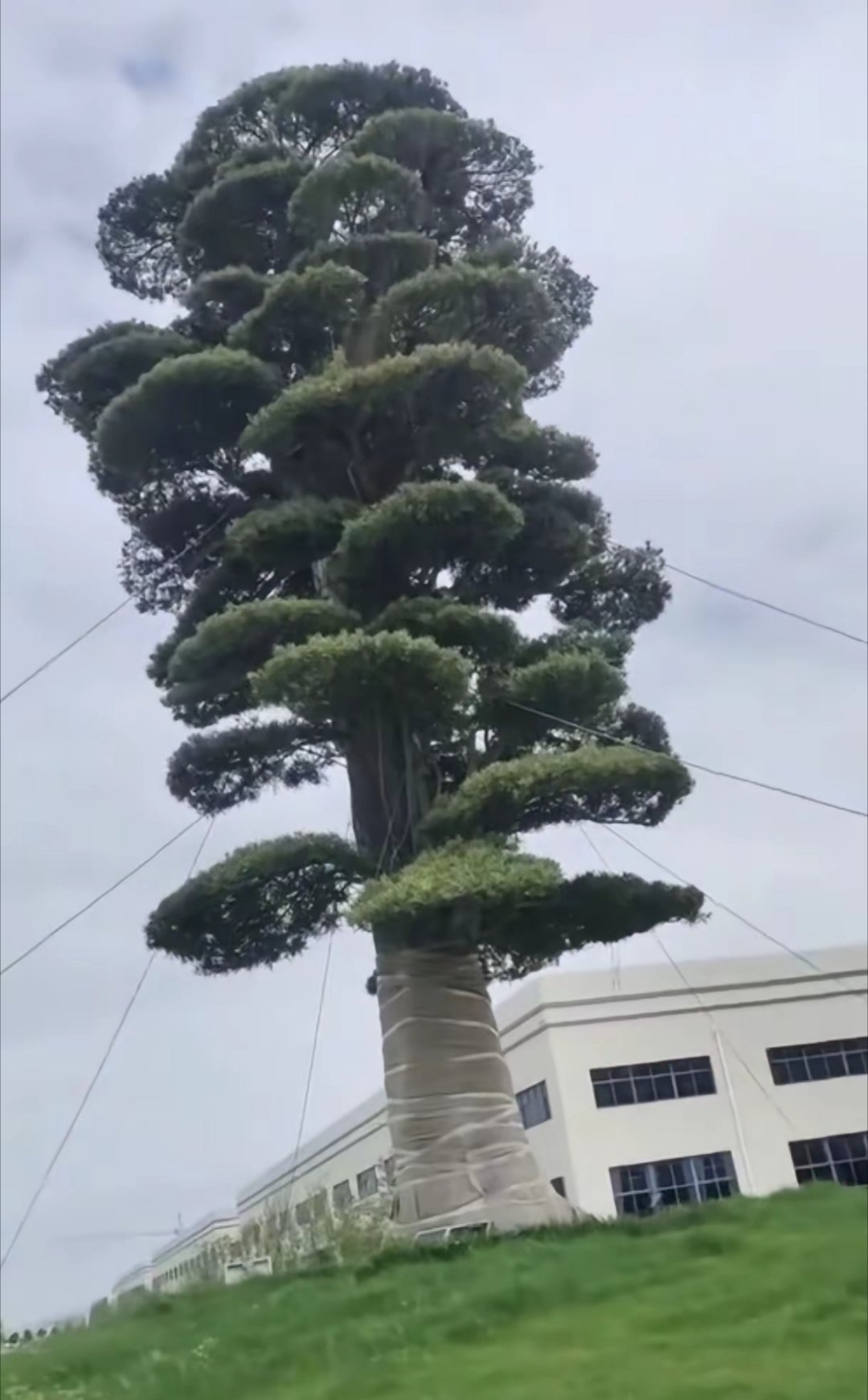 台风来了温岭东音泵业那棵一千两百万的罗汉松也罩上了金刚罩铁布衫了哈 